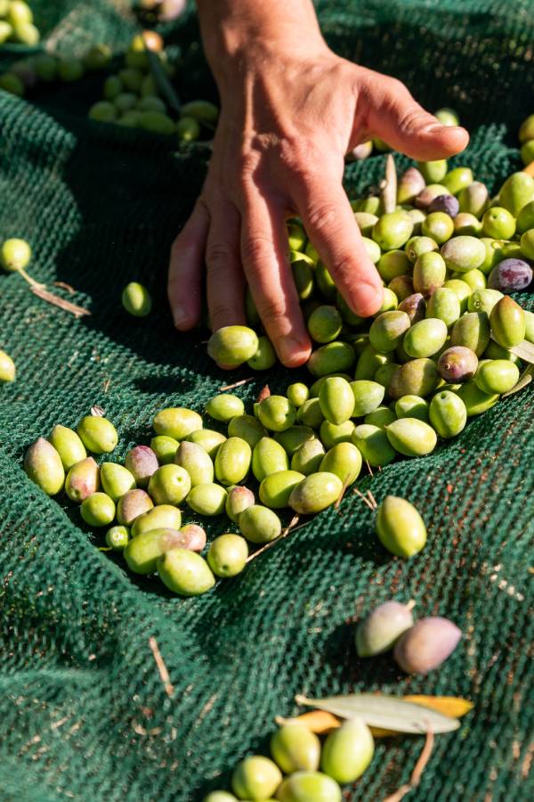 Homme récoltant les olives pour produire de l'huile d'olive bio
